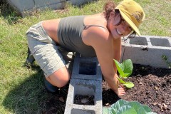 Ava-planting