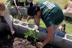 Saul-planting